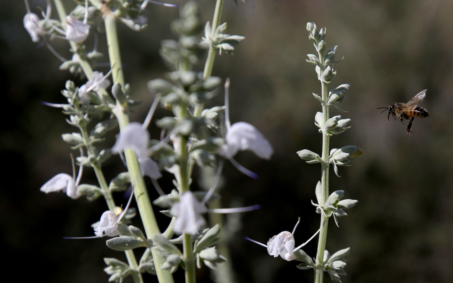 Desert Herbs